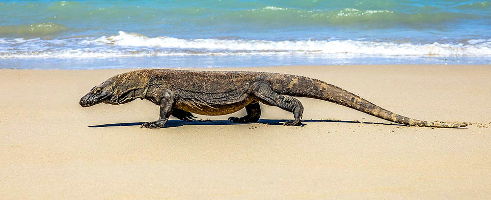 Komodo dragon on beach - komodo tour planner